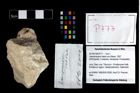 Foto (Objekt + Etikett) von Laeviprosopon laeve (von Meyer, 1857)  (NHMW-GEO-2014-0194-0777)